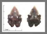 Squaliodalatias sp.	симфизный.