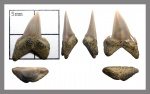 Pseudocorax laevis (Leriche, 1906)