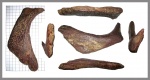Деталь брюшного щита Trionyx sp.