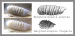 Marginulinopsis ?