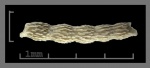 Foraminifera-21