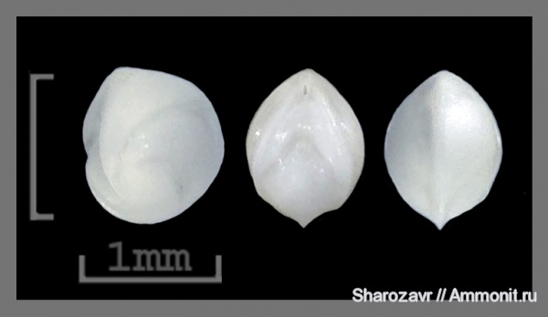 эоцен, одноклеточные, фораминиферы, Foraminifera, Волгоград