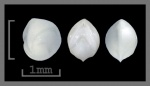 Foraminifera-27