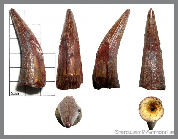 мел, палеоген, крокодилы, зубы, плезиозавры, маастрихт, ?, Polycotylidae, зубы рептилий, Волгоград, даний, Gavialoidea, Maastrichtian, Cretaceous, teeth