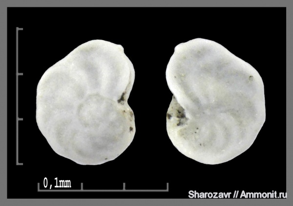 эоцен, одноклеточные, фораминиферы, Foraminifera, Волгоград