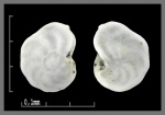 Foraminifera-38