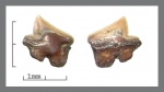 Squaliodalatias sp. нижний задний.