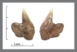 Squaliodalatias sp. верхний