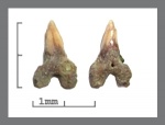 Squaliodalatias sp. верхний симфизный?