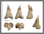 Ростральный зуб Micropristis (Sclerorhynchidae)