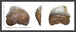 Squalicorax pristodontus