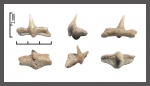 Cretorectolobus aff. olsoni Case, 1978
