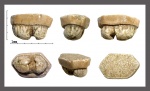 Hypolophodon sp.