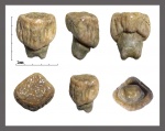 Prosopodon assafai (Noubhani & Cappetta, 1995)