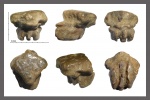 Myliobatidae зуб боковой серии.