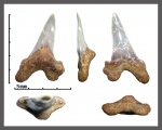 Cretoxyrhina denticulata