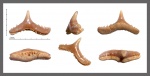 Synechodus cf. dubrisiensis