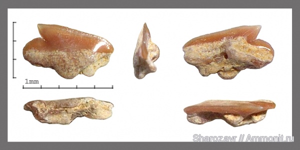рыбы, зубы, акулы, сеноман, squalus, Волгоград, Protosqualus, Cretaceous, fish, teeth, sharks