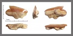 Protosqualus cf. glickmani