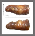 Polyacrodus.