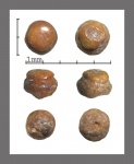 Pycnodontiformes?