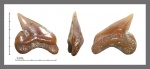 Palaeoanacorax cf. obliquus боковой