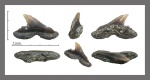 Physogaleus