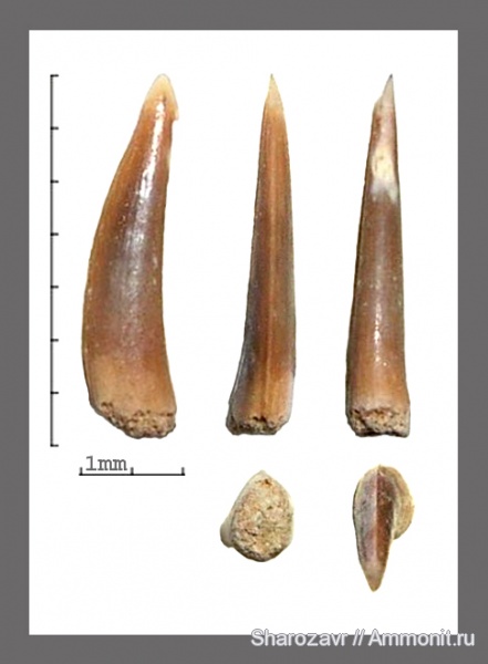 палеоген, рыбы, эоцен, ?, Волгоградская область, Eutrichiurides, Trichiuridae, Trichiurides, fish