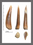 Trichiurides (?)cf. sagittidens (Winkler, 1874)