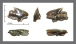 Squalus