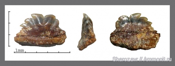 палеоген, рыбы, эоцен, зубы акул, Волгоградская область, Hexanchiformes, fish, shark teeth