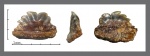 Симфизный зуб Hexanchiformes