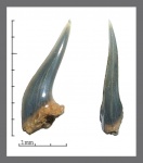 Верхний передний зуб Hexanchiformes.