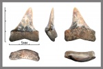 Macrorhizodus