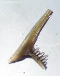 Conodonta
