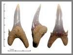 Palaeohypotodus bronni