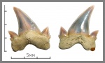 Cretolamna cf. appendiculata / Cretolamna cf. arambourgi.
