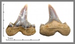 Cretolamna appendiculata ?