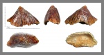 Зуб мозазавра Carinodens sp.