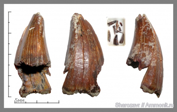 мел, зубы, мозазавры, маастрихт, зубы рептилий, Mosasaurus, Волгоград, Maastrichtian, Cretaceous, teeth