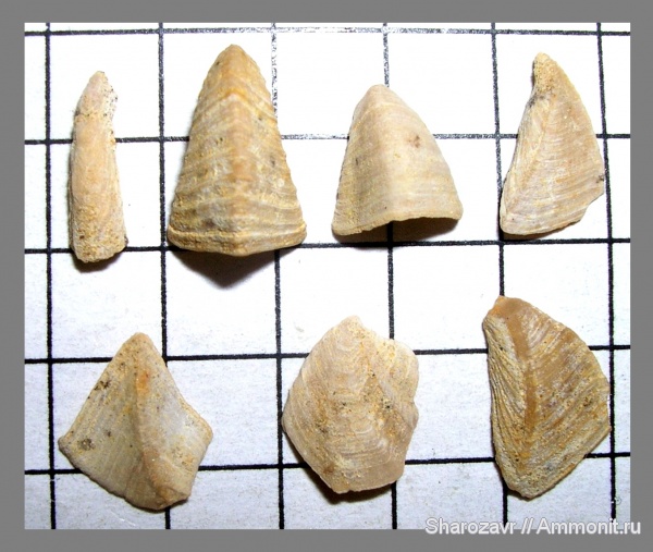 маастрихт, усоногие раки, Волгоград, Maastrichtian, Brachylepas follax