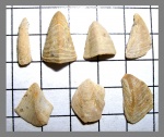 Запчасти усоногих рачков Brachylepas follax (Dorw).?