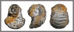 Переотложенная  Nautiloidea.