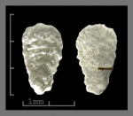 Foraminifera Dorotina