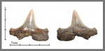Cretolamna "lata"