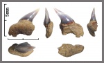 Передний верхний Hexanchiformes ?