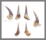 Megascyliorhinus