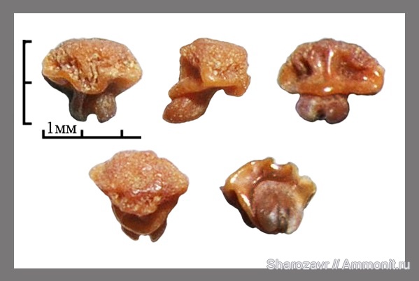 рыбы, скаты, зубы скатов, Волгоград, fish, teeth, Dasyatis hexagonalis, Dasyatis