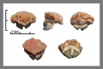 Dasyatis hexagonalis Arambourg 1952 (2)