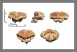 Dasyatis hexagonalis Arambourg 1952 (3)